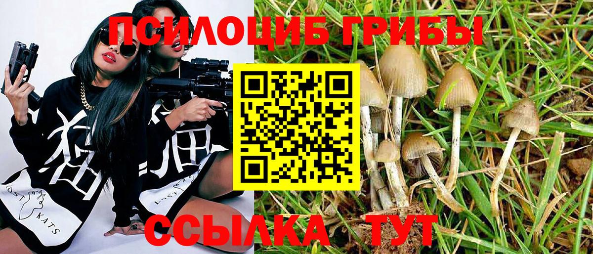 Галлюциногенные грибы Psilocybe Коряжма